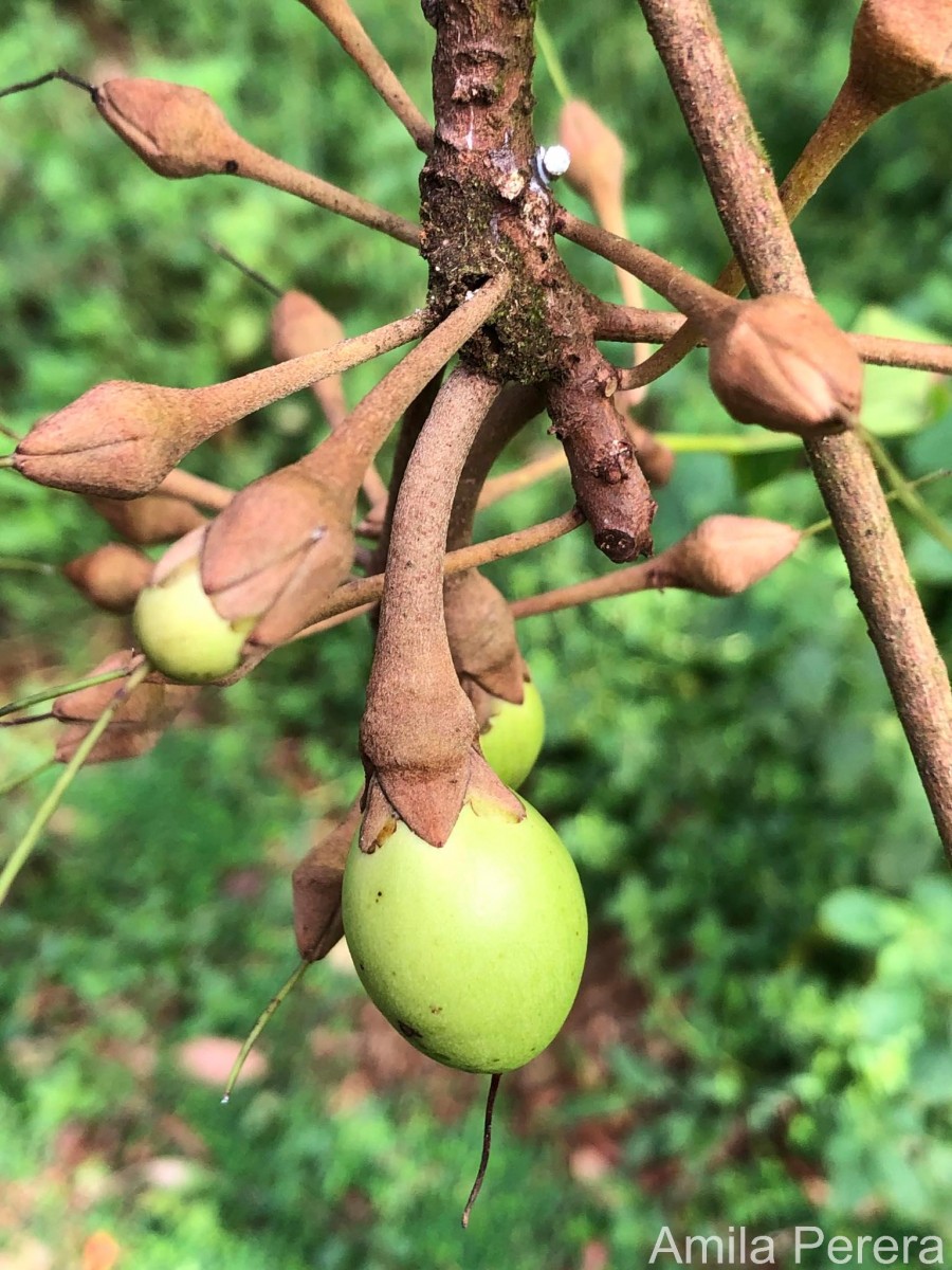 Palaquium thwaitesii Trimen